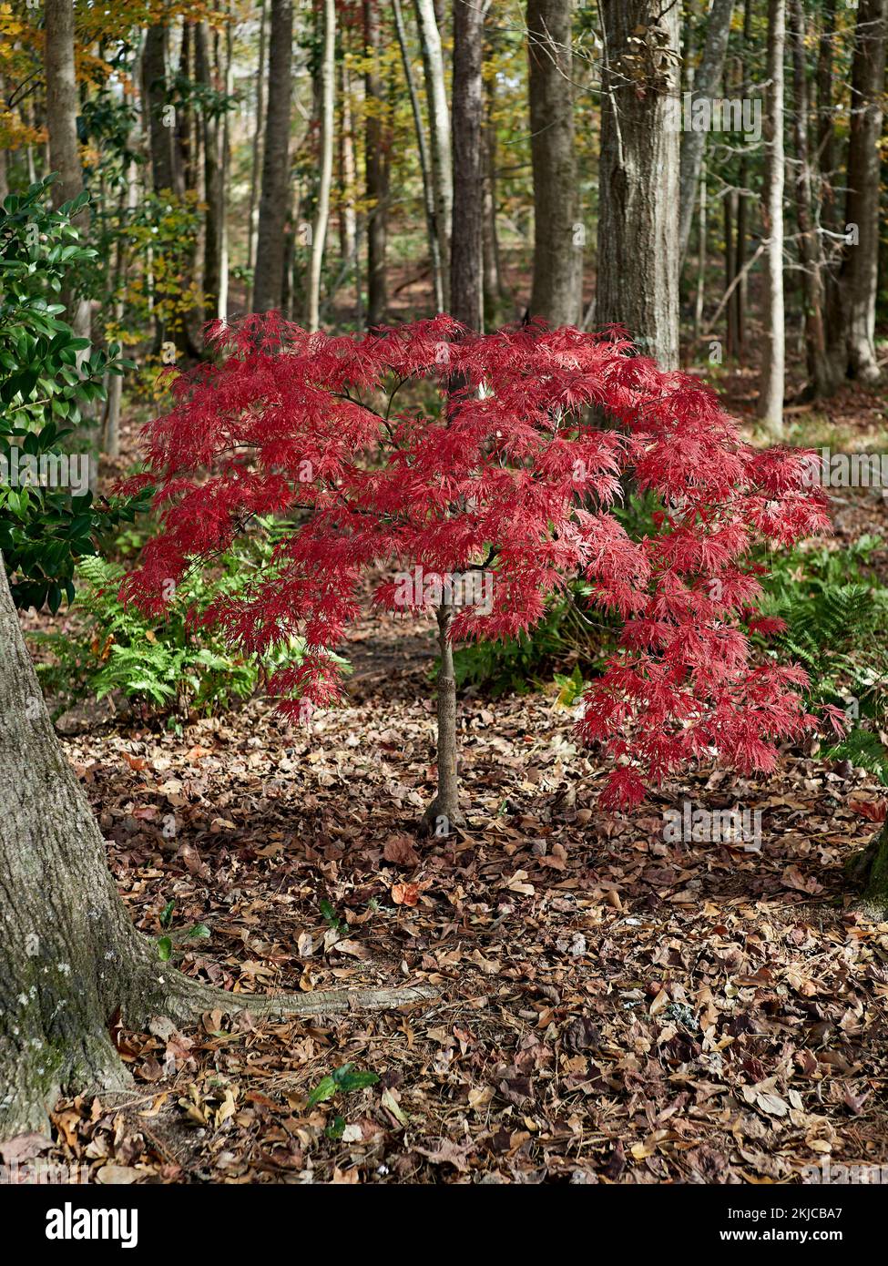 Palmatum Atropurpureum dissectum, (Acer palmatum), Rotspitzenblatt Japanischer Ahorn hinterlässt ein Mitglied der japanischen Ahornfamilie in voller Herbstfarbe. Stockfoto
