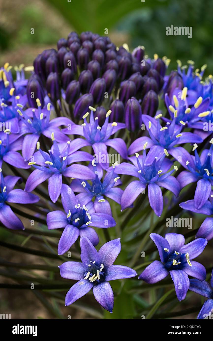 Portugiesischer Tintenfisch (Scilla peruviana). Asparagaceae, Zierbulbuspflanze. Lila Blume. Stockfoto