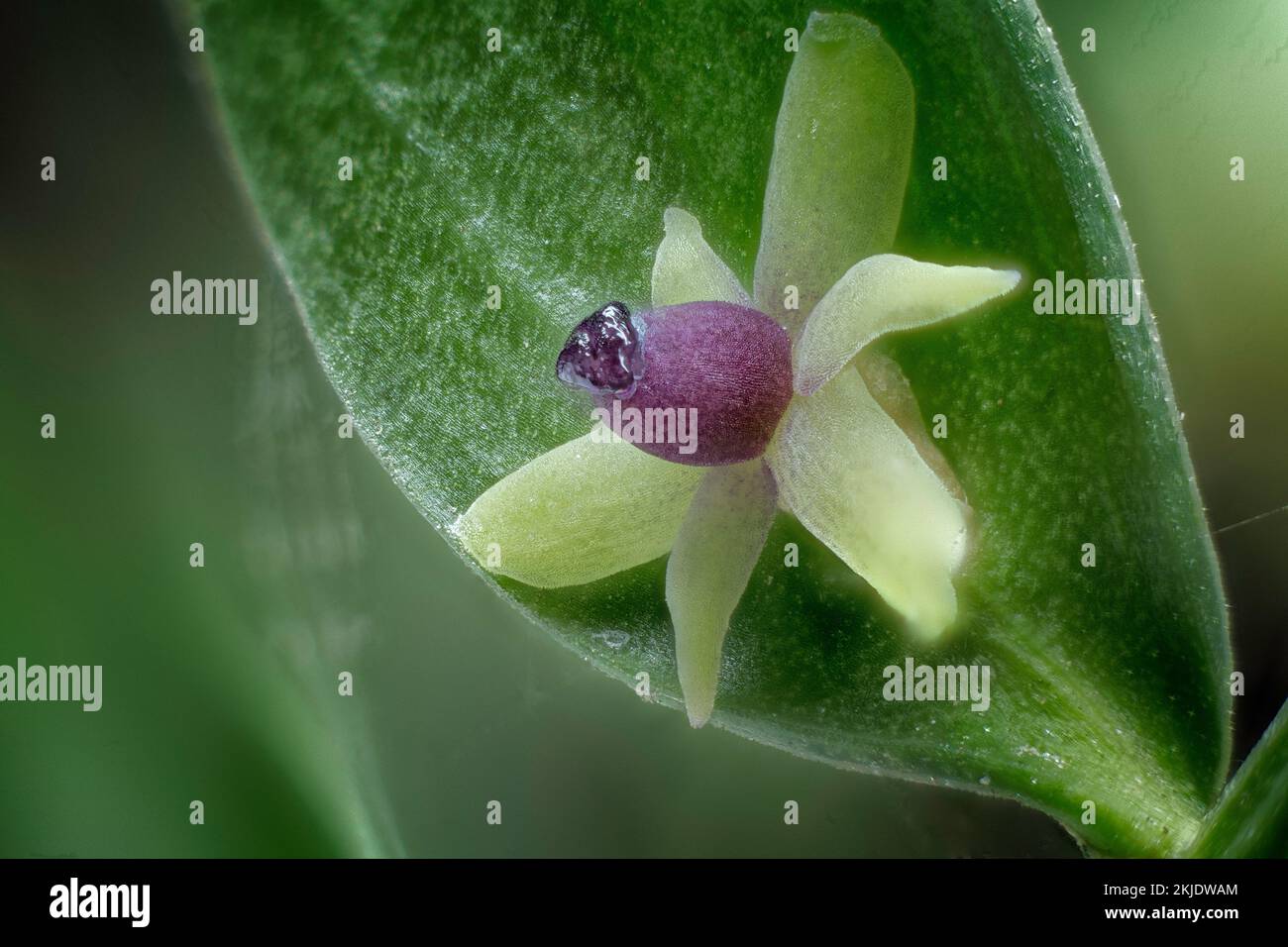 Der Metzgerbesen (Ruscus aculeatus). Asparagaceae. Immergrüner Strauch. Wilde Pflanze. Blume. Stockfoto