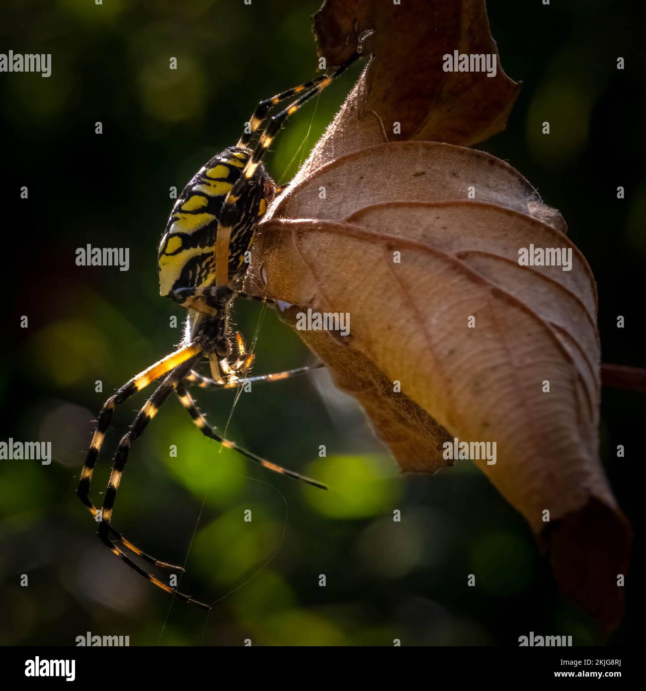 Eine gelbe Gartenspinne (Argiope Aurantia) auf einem knusprigen Herbstblatt. Raleigh, North Carolina. Stockfoto