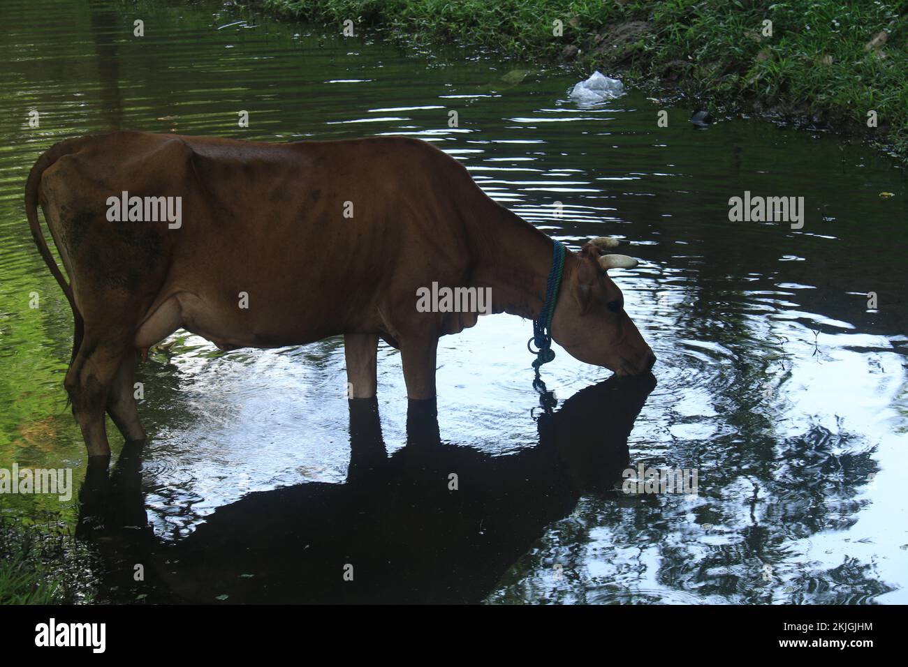 Wildtierfotos aus Sri Lanka. Besuchen Sie Sri Lanka Stockfoto