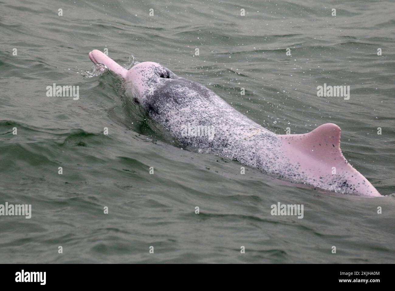 Chinesischer weißer Delfin (Sousa chinensis), westlich der Insel Lantau, im Brackwasser des Pearl River, Hongkong, China, 6. November 2022 Stockfoto
