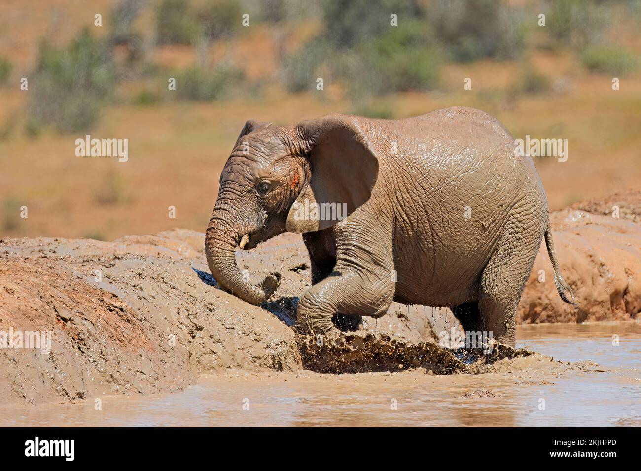 Ein afrikanischer Elefant (Loxodonta africana) spielt in einem schlammigen Wasserloch, Addo Elephant National Park, Südafrika Stockfoto