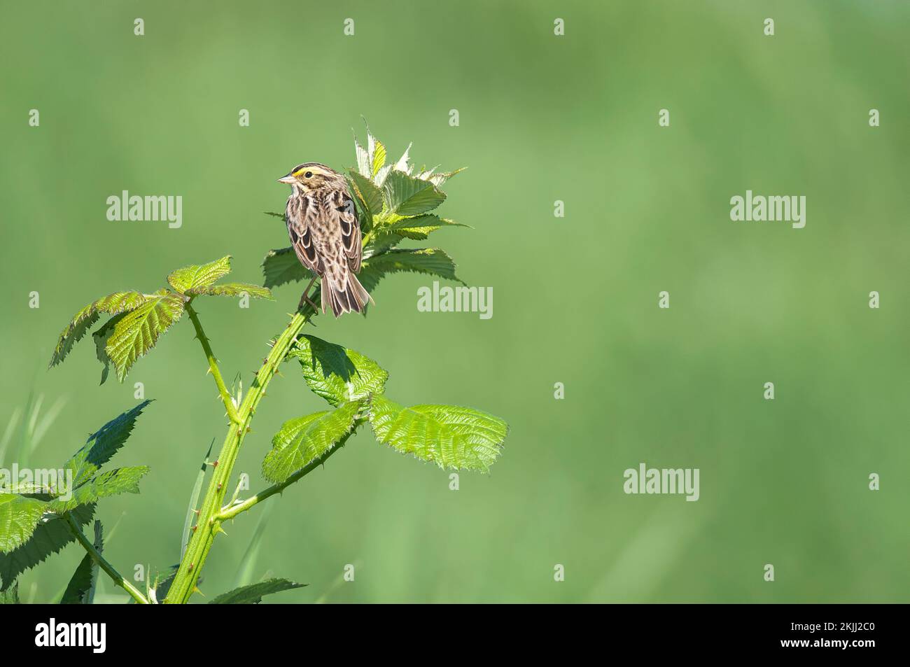 Passerculus sandwichensis - Savannah Sparrow auf dem Ast mit Blick über die Schulter in die Kamera - Kopierraum. Stockfoto