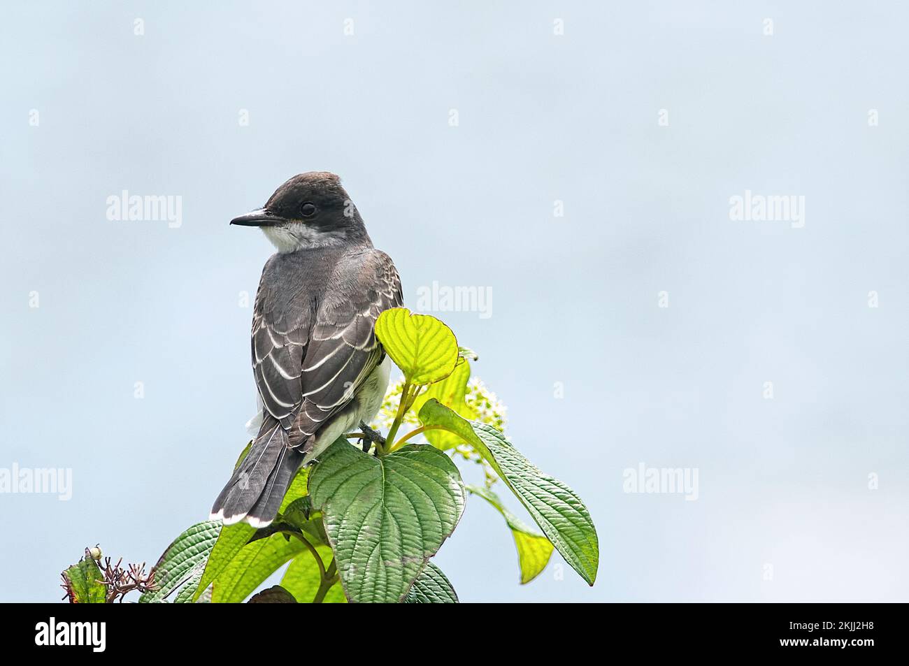 Tyrannus tyrannous - östlicher Kingbird, der auf einem Strauch steht und über seine Schulter auf die Kamera blickt - Kopierraum. Stockfoto