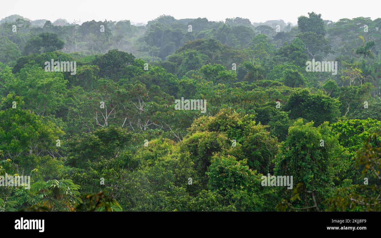 Panorama aus der Vogelperspektive mit Regenwaldbäumen des Amazonas, Yasuni-Nationalpark, Ecuador. Stockfoto