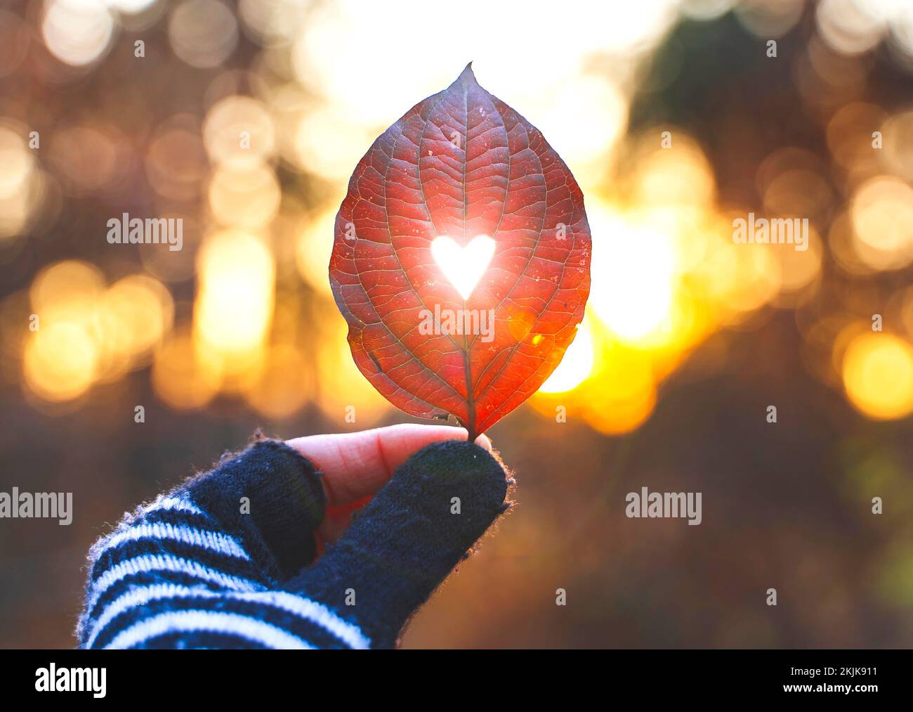 Menschliche Hand hält rotes Blatt mit geschnitztem Herz und Licht, das hindurchscheint Stockfoto