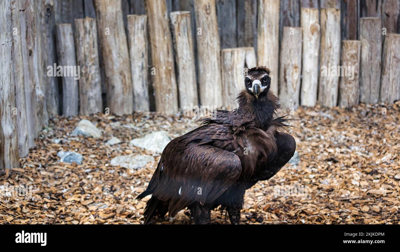 Geier (Aegypius monachus) oder Kuhvogelgeier in Voliere, Gefangener, Vogelpark, Adlerwarte Berlebeck, Detmold, Deutschland, Europa Stockfoto