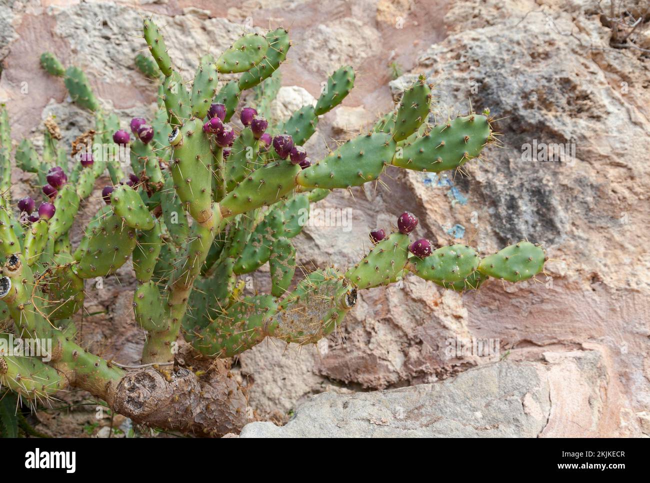 Nopale (Opuntia), Mallorca, Balearen, Spanien, Europa Stockfoto