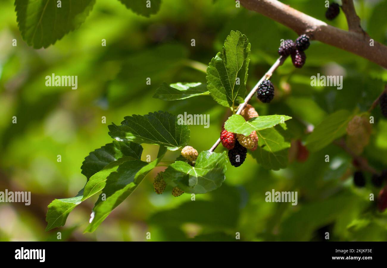 Baum der schwarzen Maulbeere (Morus nigra), Zweig mit Früchten, Mallorca, Balearen, Spanien, Europa Stockfoto