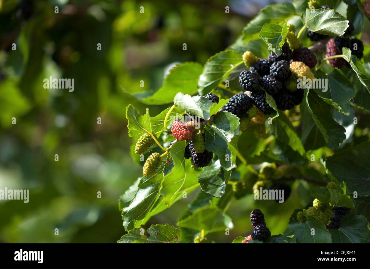 Baum der schwarzen Maulbeere (Morus nigra), Zweig mit Früchten, Mallorca, Balearen, Spanien, Europa Stockfoto