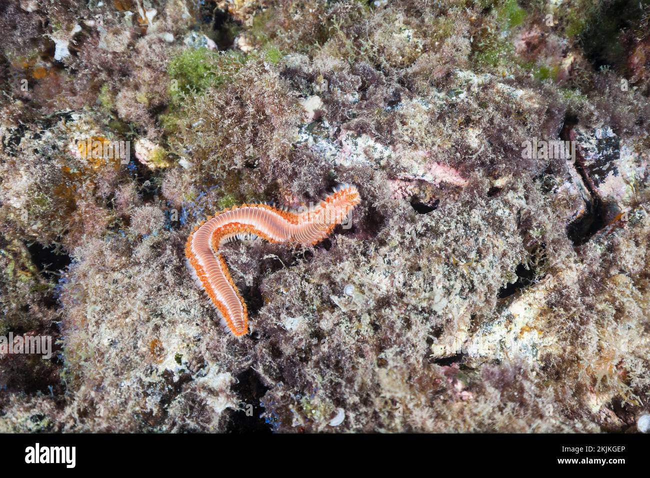 Bartwurm (Hermodice carunculata), Lanzarote. Kanarische Inseln, Spanien, Europa Stockfoto