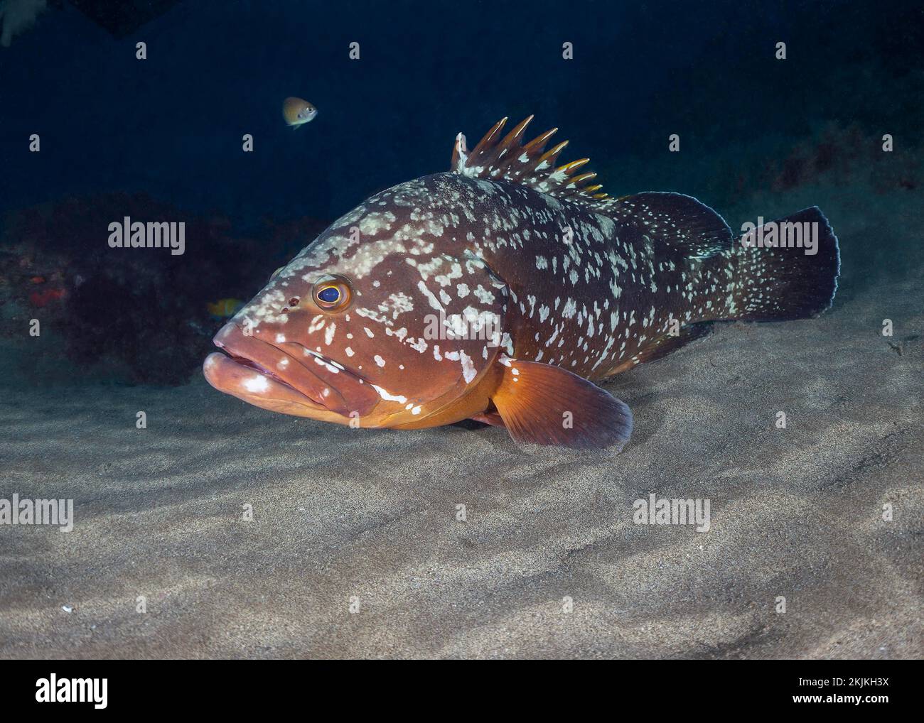 Brauner Zackenbarsch (Epinephelus arginatus), Lanzarote. Kanarische Inseln, Spanien, Europa Stockfoto