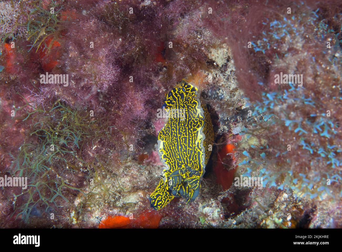 Gelb-violette Sternschnecke (Hypselodoris picta webbi), Lanzarote. Kanarische Inseln, Spanien, Europa Stockfoto