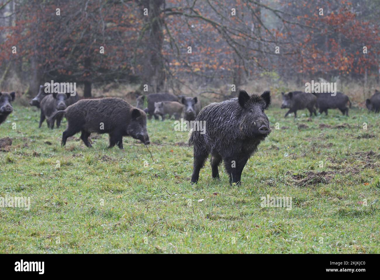 Wildschweine (Sus scrofa) gemischte Herden wandern auf die Wiese, um zu Futterpflanzen, Allgäu, Bayern, Deutschland, Europa Stockfoto