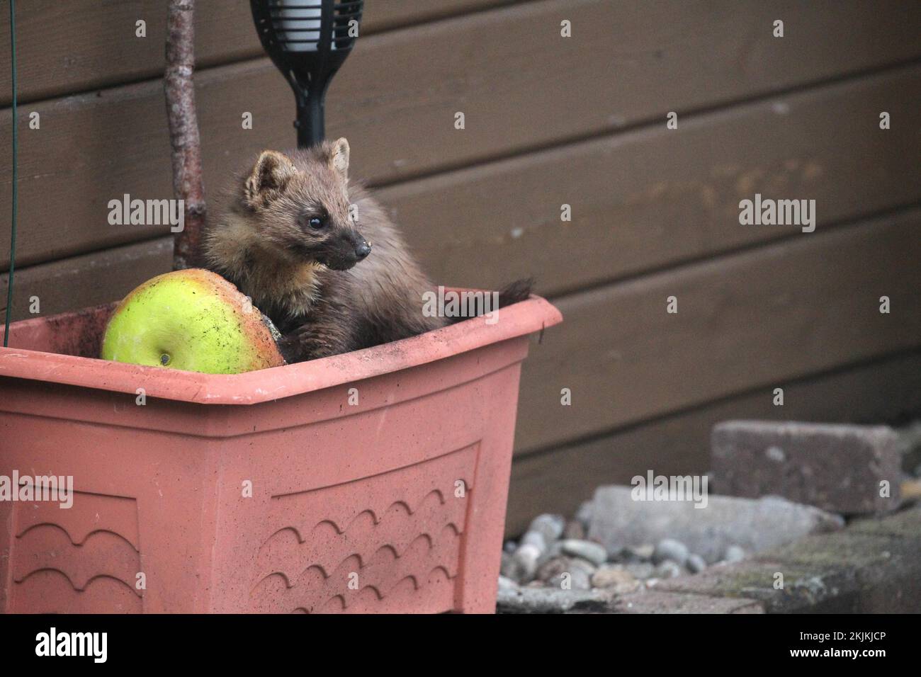 Europäischer Kiefernmarder (Martes martes) bei einer Fütterbirne in einem Blumenkasten, Allgäu, Bayern, Deutschland, Europa Stockfoto