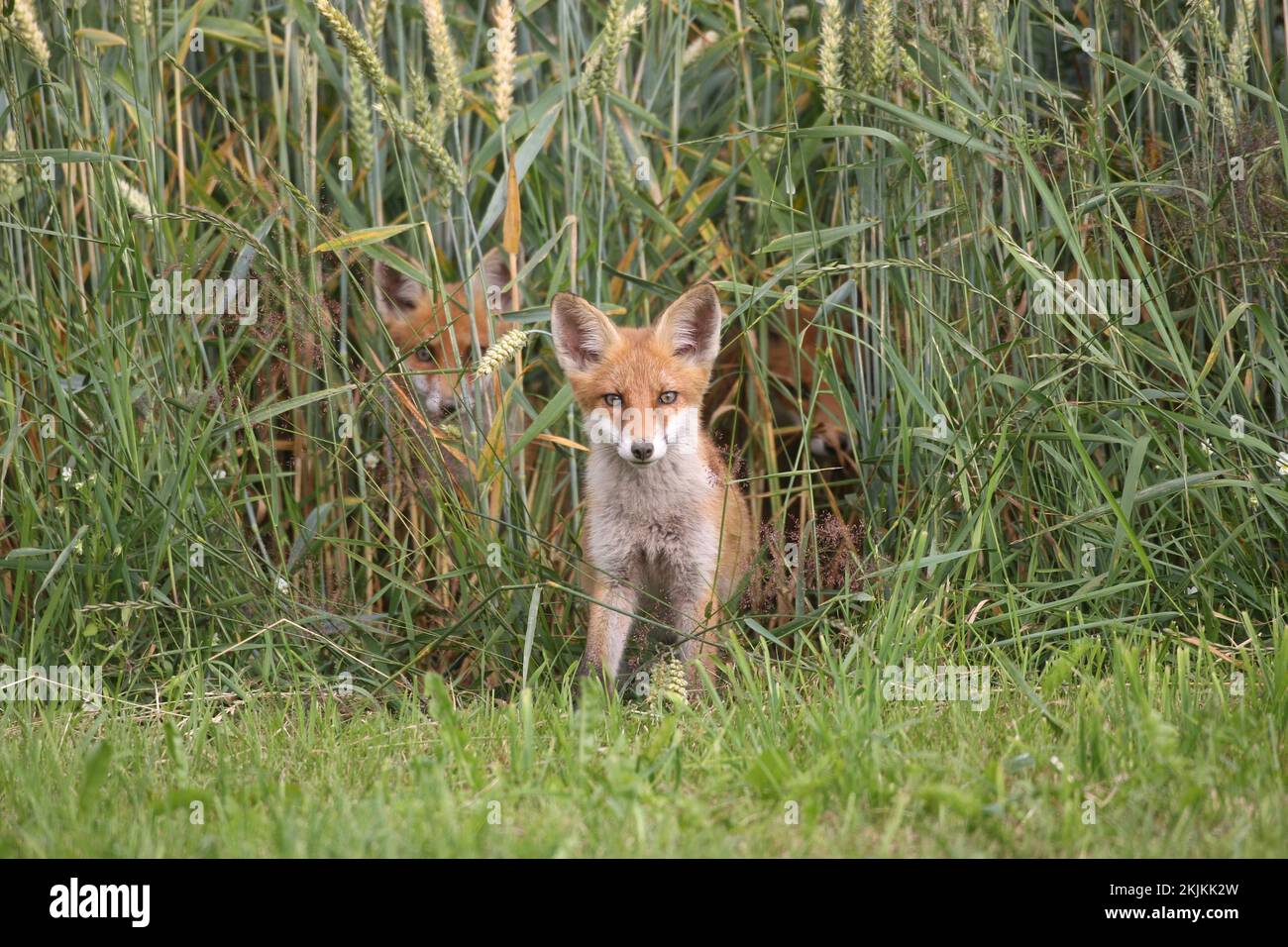 Rotfuchs (Vulpes vulpes), jung gesichert vor einem Weizenfeld, zwei Geschwister auf dem Feld, Allgäu, Bayern, Deutschland, Europa Stockfoto