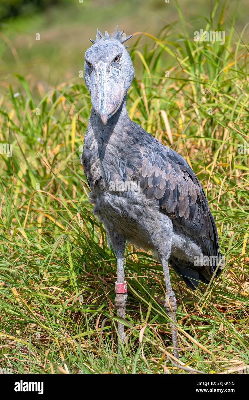 Schuhschnabel (Balaeniceps rex), auch Abu Markub, bei Augenkontakt, Bangweulu-Sümpfe, Sambia, Afrika Stockfoto