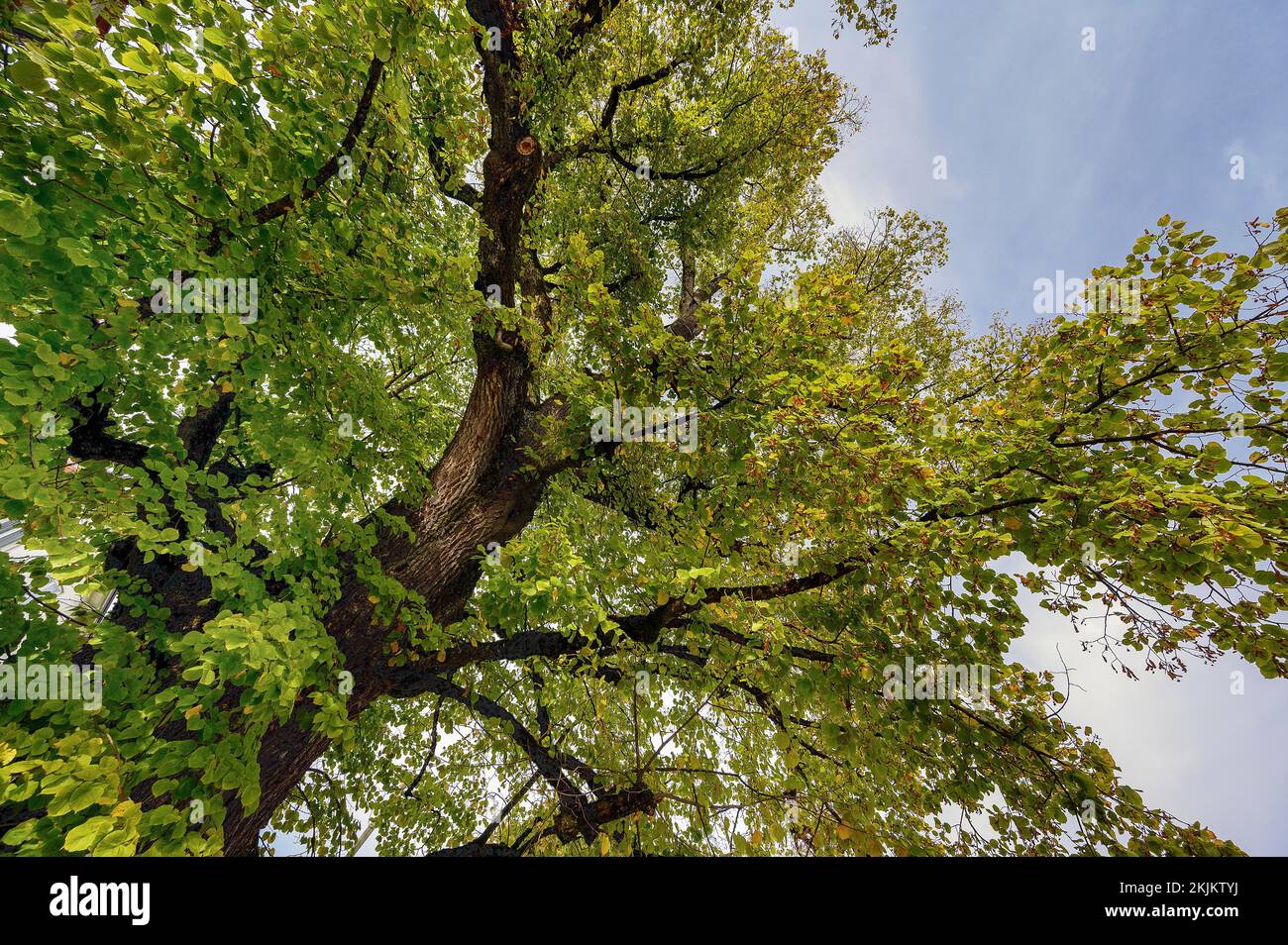 Naturdenkmal, Hoflindenbaum (Tilia), Limettenbaum, in Reicholzried, Allgäu, Bayern, Deutschland, Europa Stockfoto