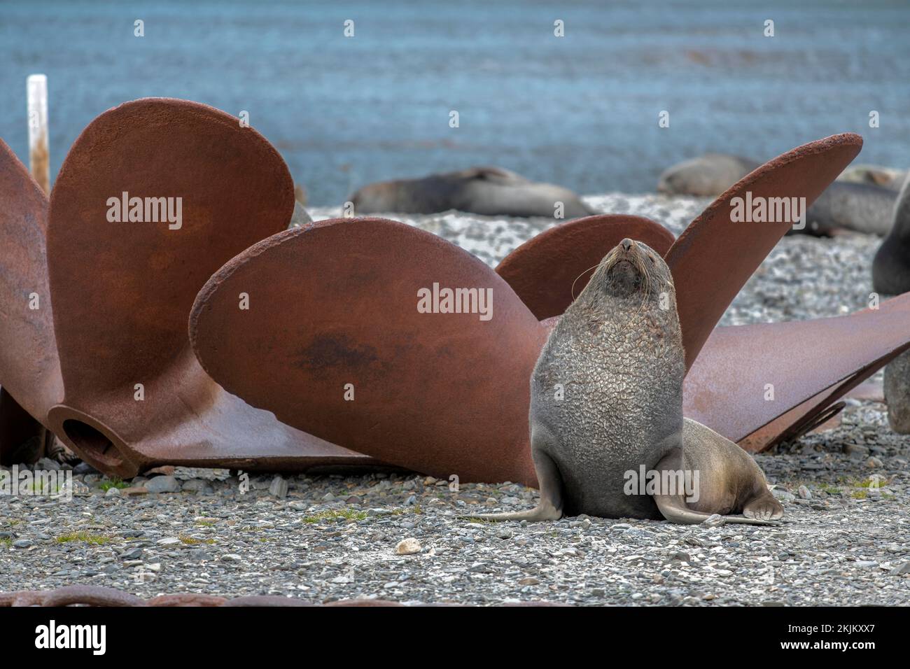 Sea Bears Stromness Bay South Georgia mit Whaling Station Stockfoto