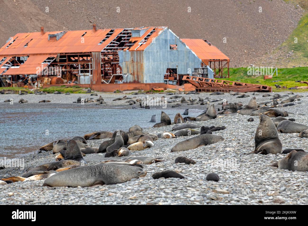 Seebären vor der South Georgia Whaling Station Stromness Bay Stockfoto