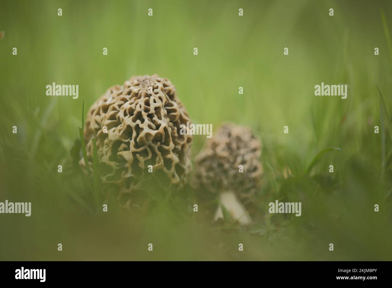 Graue essbare Morchel, Gemeine Morchel, zwei Morchel (Morchella vulgaris), Morchel, Morchella, Morchelartige, Morchellaceae, Pezizales, Pezizales, Pilz, Badewanne Stockfoto