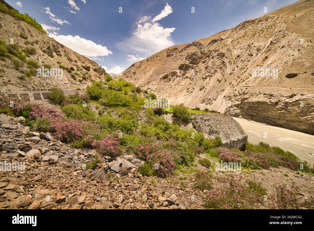 Malerischer Blick auf die kalte Wüste mit rosa Blumen und Laub auf dem Weg nach Zanskar im indischen Bundesstaat Ladakh Stockfoto