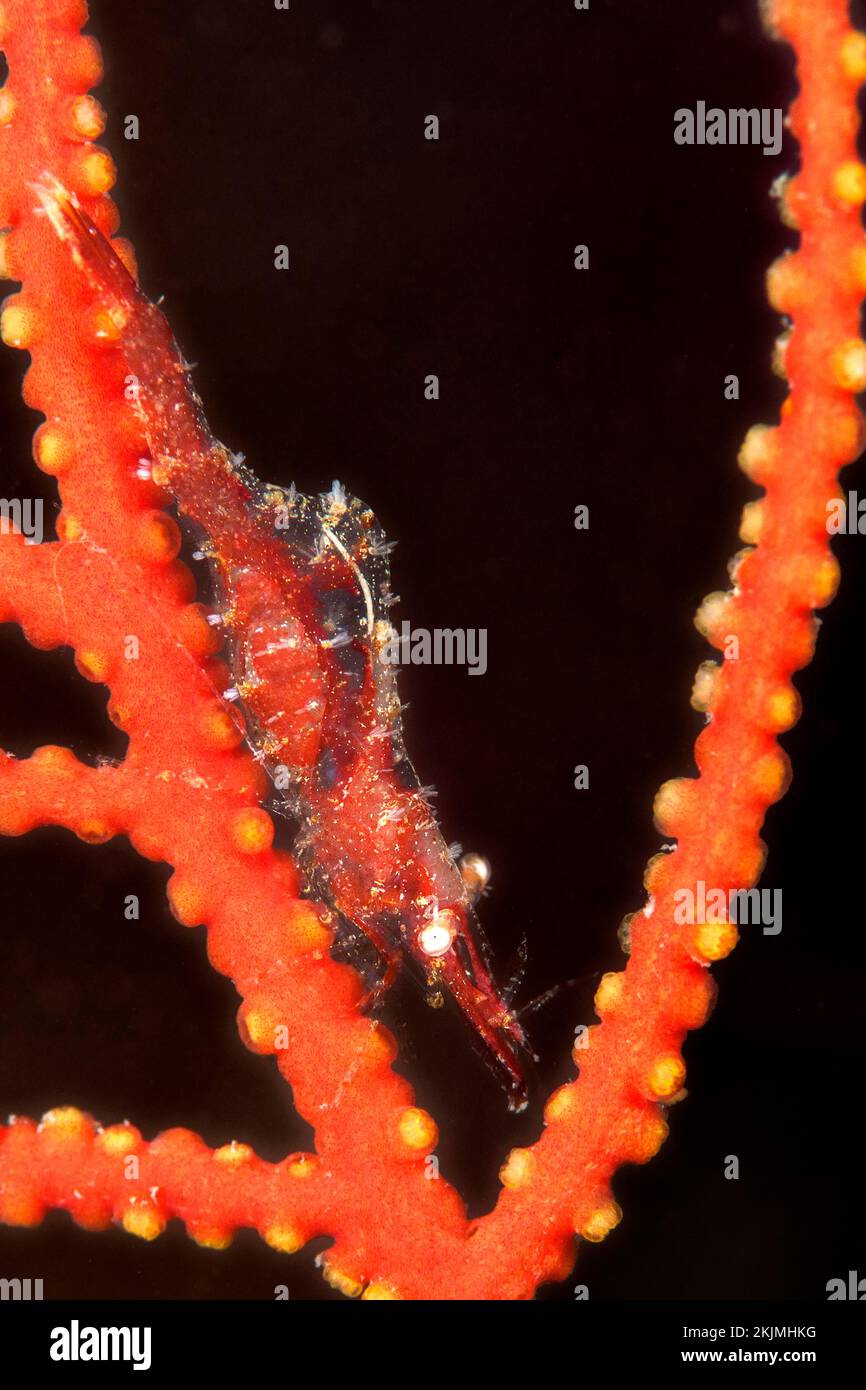 Hippolyte commensal Shrimp auf einem gorgonischen Zweig der Leptogorgia sarmentosa, Meeresschutzgebiet „Côte agathoise“, Golf des Löwen, Cap d'Agde, Frankreich, EUR Stockfoto
