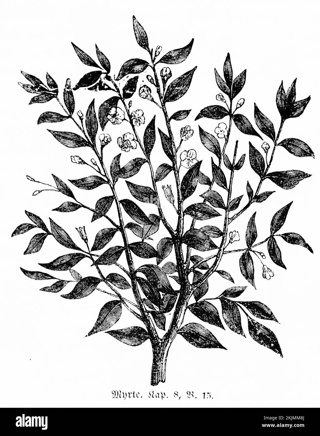 Myrtle, Jerusalem, Berge, Olivenzweige, Balsam, Bäume, Blatthütten, Blätter, Äste, Bibel, Altes Testament, das Buch Nehemiah, Kapitel 8, Vers Stockfoto