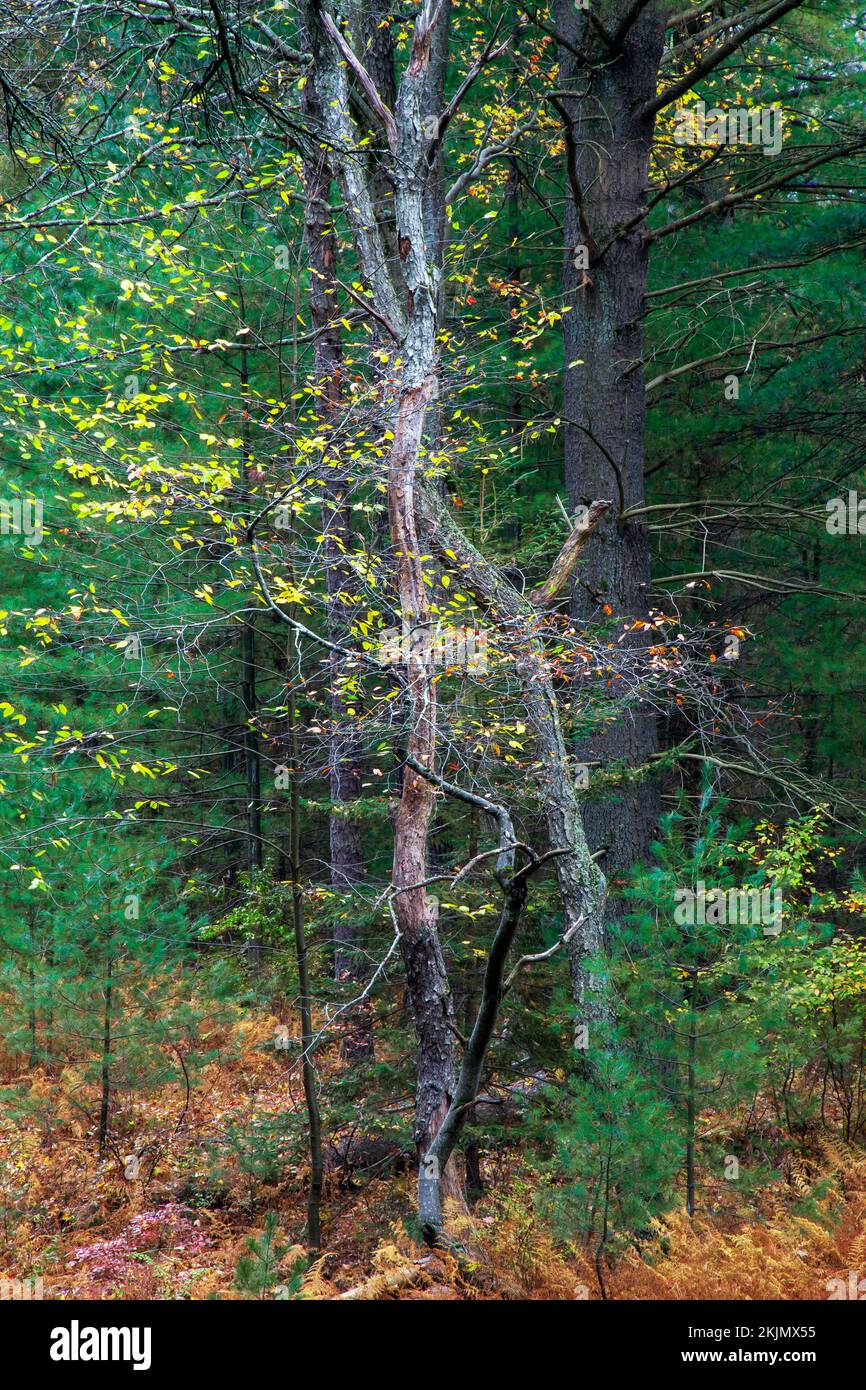Ein gemischter Wald aus Nadelbäumen und Deziduesen im Herbst. Die Pocono Mountains in Pennsylvania Stockfoto