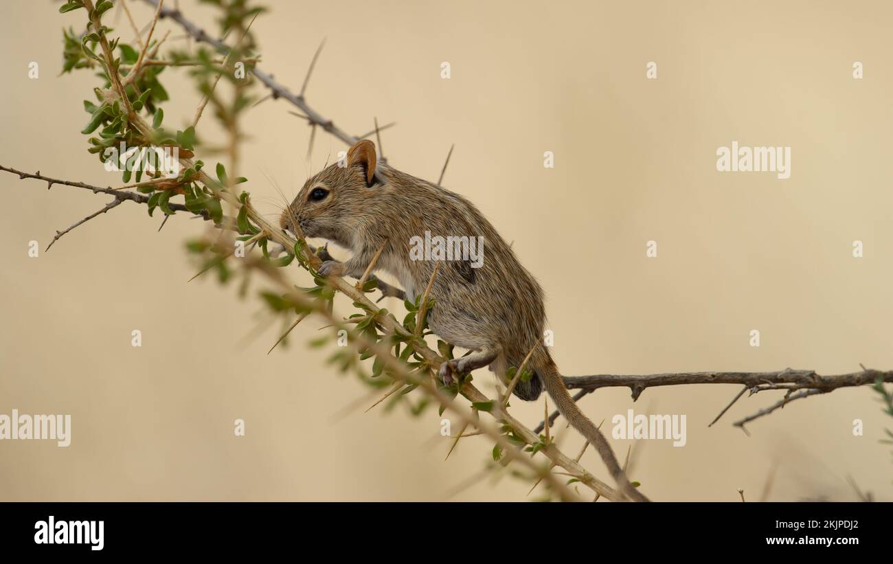 Viergestreifte Grassmaus (Rhabdomys pumilio) Kgalagadi Transfrontier Park, Südafrika Stockfoto