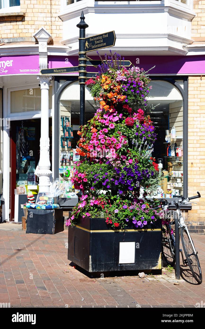 Hübsche Blumen vor einem Laden entlang der High Street im Stadtzentrum, Sidmouth, Devon, Großbritannien, Europa. Stockfoto