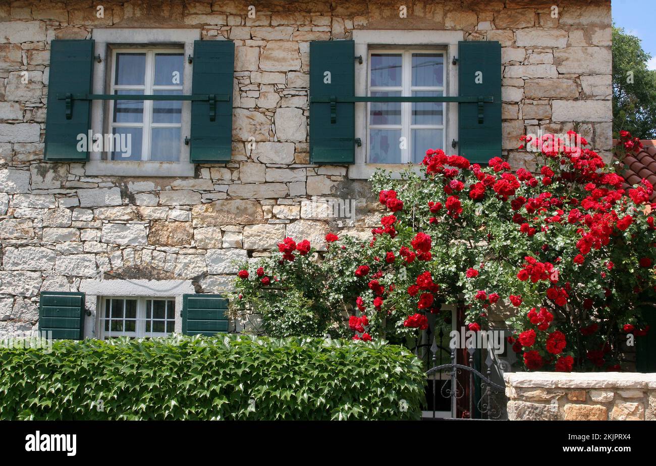 Fassade eines Hauses in Labinci, Kroatien, rote Rosen, die um die Eingangstür wachsen Stockfoto
