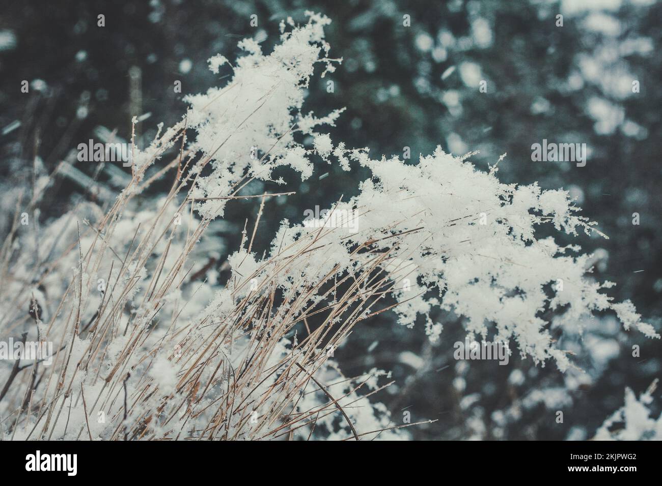 Schließen Sie eiskalte, trockene Zweige mit dem Konzeptfoto Heiserfrost Stockfoto