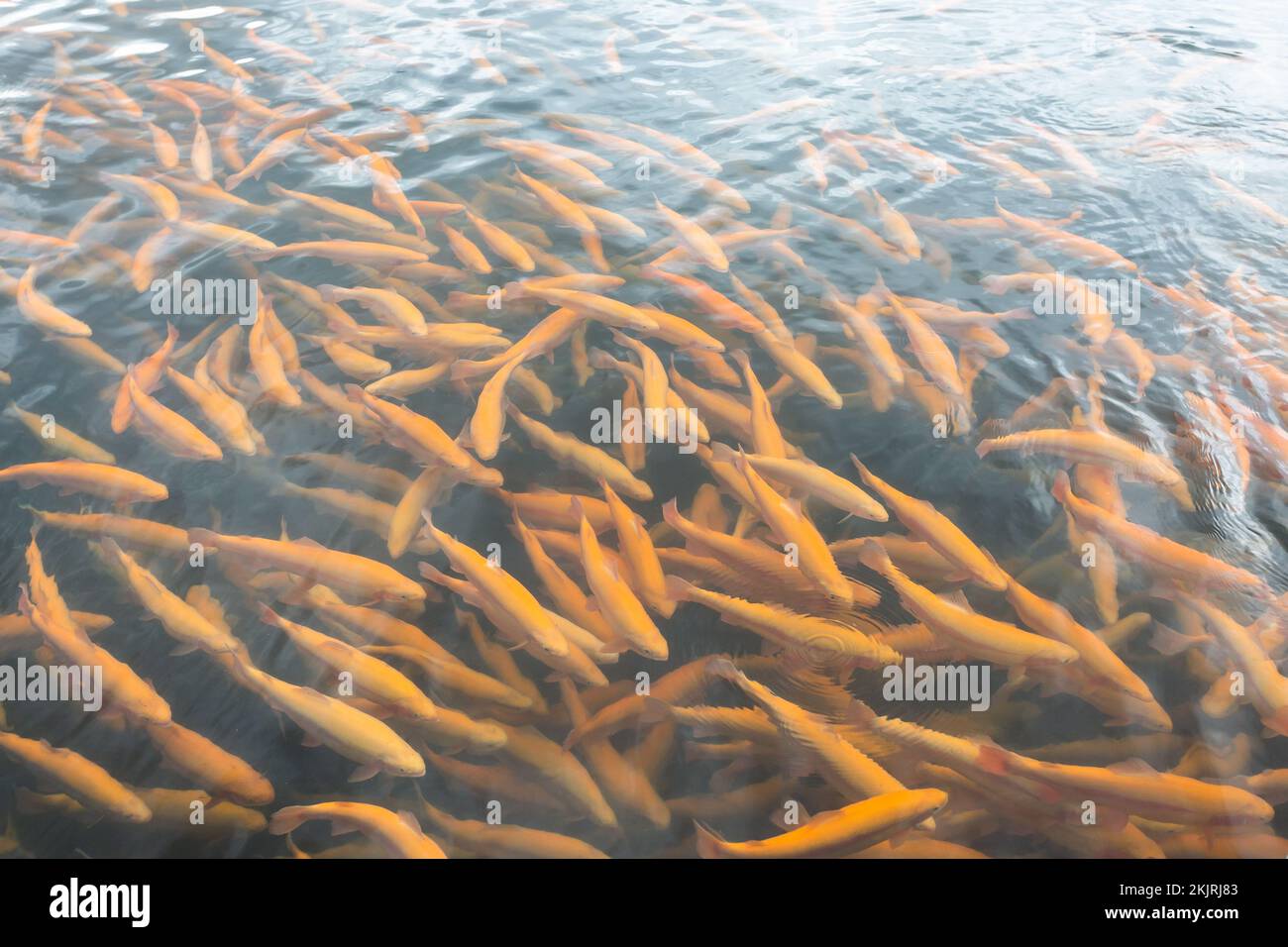 Regenbogenforelle schwimmt im Wasser auf einer Fischfarm Stockfoto