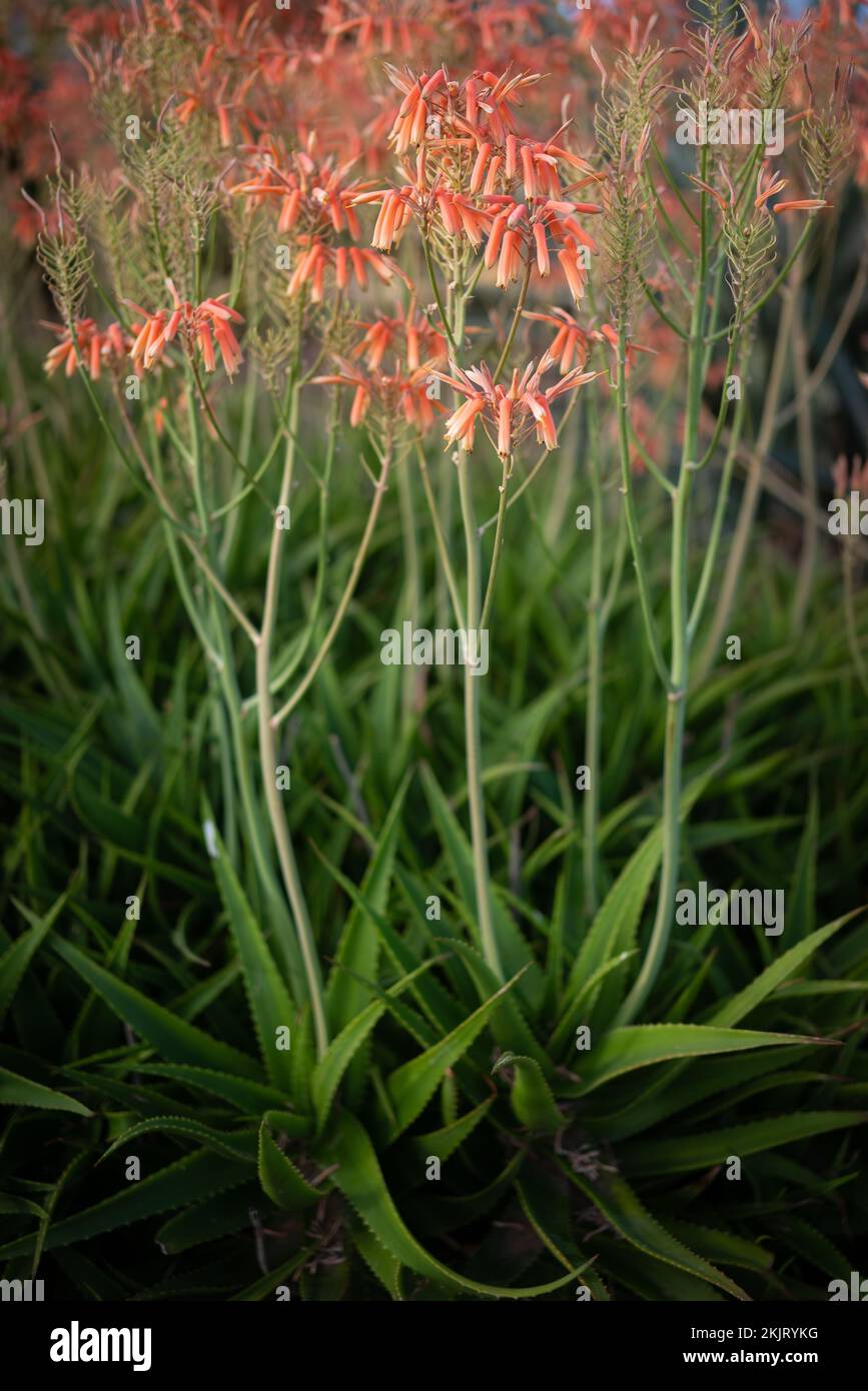 Aloe Vera grüne Blätter und rosa-orangefarbene Blumen Stockfoto