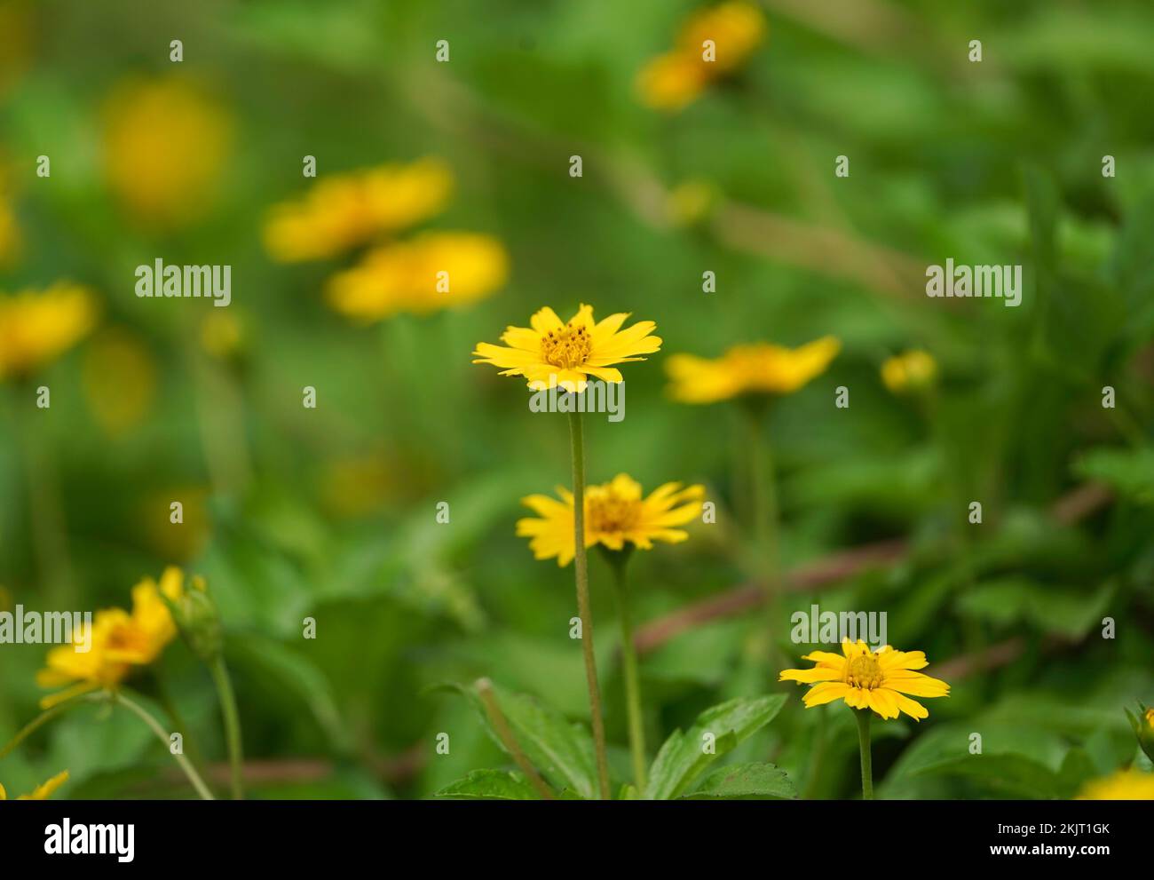 Sphagneticola trilobata Blooming Outdoors, Gänseblümchen-ähnliche Blumen, attraktiver Fokus, Gruppe gelber Gänseblümchen, gelber Gänseblümchen-Blüte im Hinterkopf Stockfoto