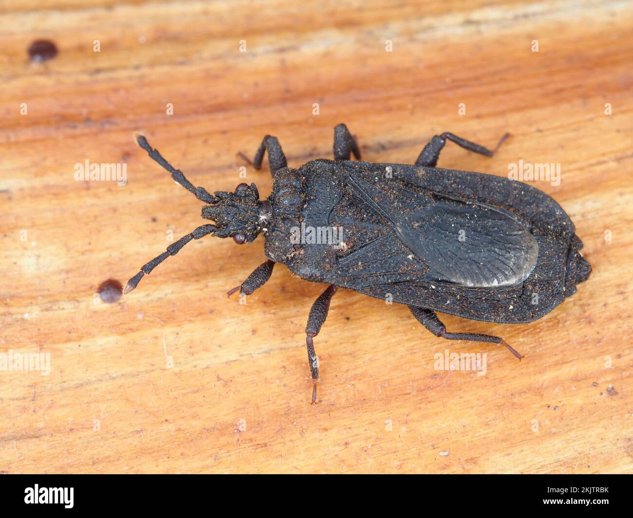 Makrofoto eines Käfers aus Maui, Hawaii - identifiziert als weiblicher Brachyrhynchus membranaceus Stockfoto