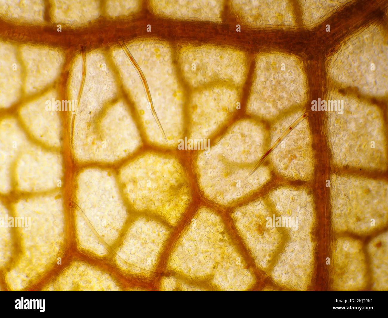 Rotes Ahornblatt im Herbst unter dem Mikroskop Stockfoto