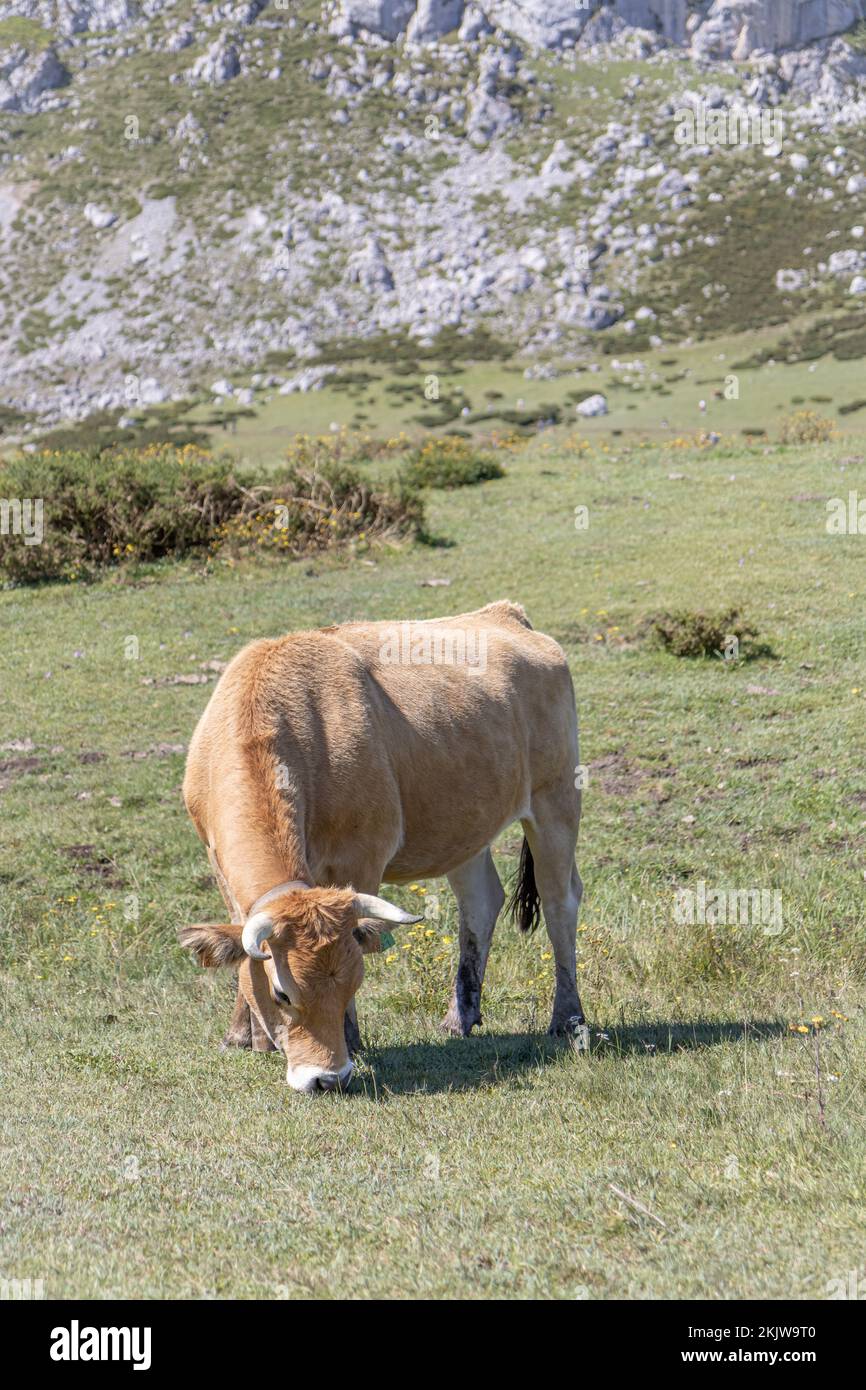 Asturische Berghuhn (Kuh) im Nationalpark Picos de Europa, Asturien, Spanien Stockfoto