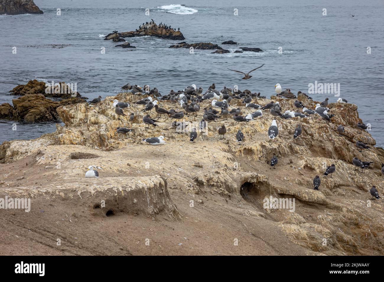 Ein Felsen im Pazifischen Ozean an der Westküste Kaliforniens, gefüllt mit Heermanns Möwen und Heringsmöwen. Stockfoto