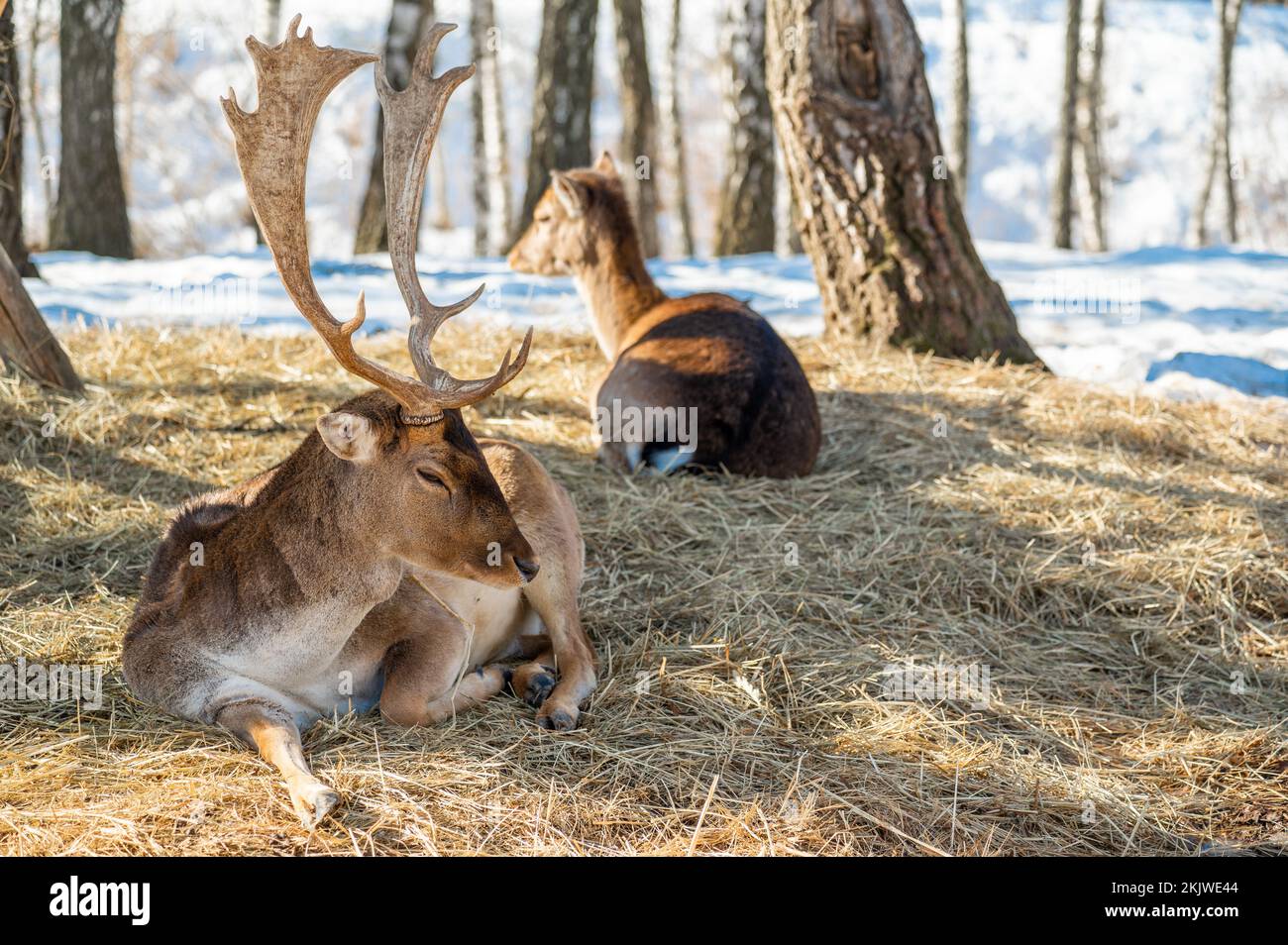 Hirsche liegen auf trockenem Gras im Wald, in natürlichem Lebensraum. Doe oder Europäischer Dama dama mittelgroßer Hirsch in Europa verbreitet. Gekennzeichnet durch breit Stockfoto