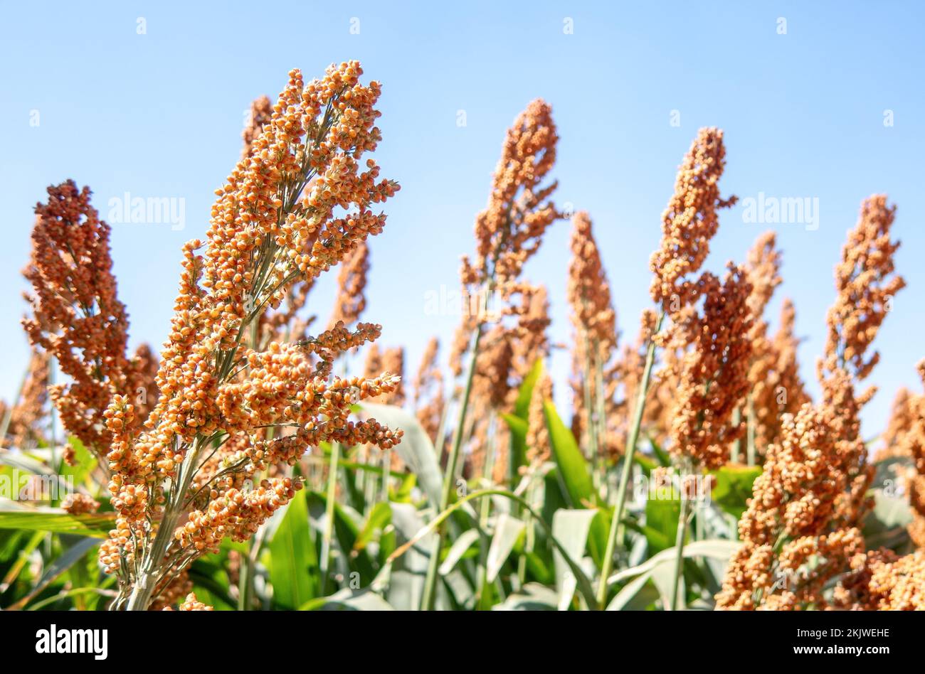 Ein Feld aus Stielen und Samen von süßem Sorghum. Hirse. Landwirtschaftliche Felder von Sorghum, Durra, Milo oder Jowari. Stockfoto