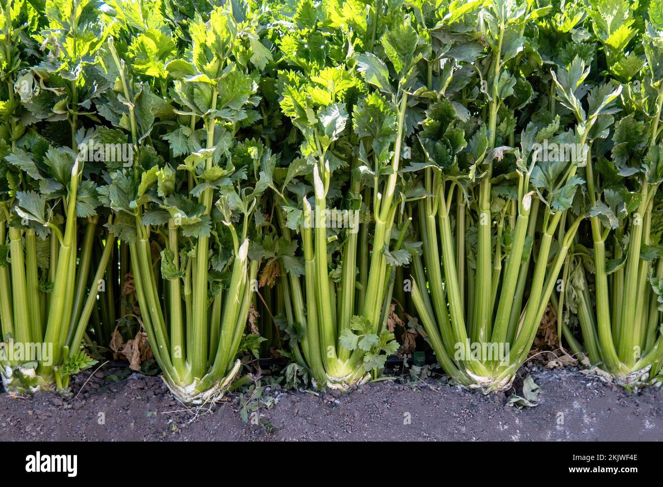 Eine Nahaufnahme einer Sellerieplantage, die im Gemüsegarten oder Gemüsegarten wächst Stockfoto