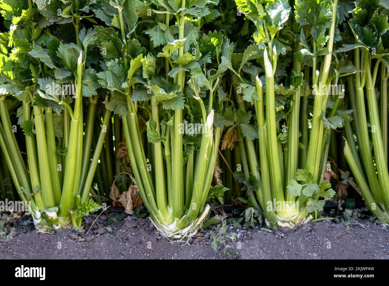 Eine Nahaufnahme einer Sellerieplantage, die im Gemüsegarten oder Gemüsegarten wächst Stockfoto