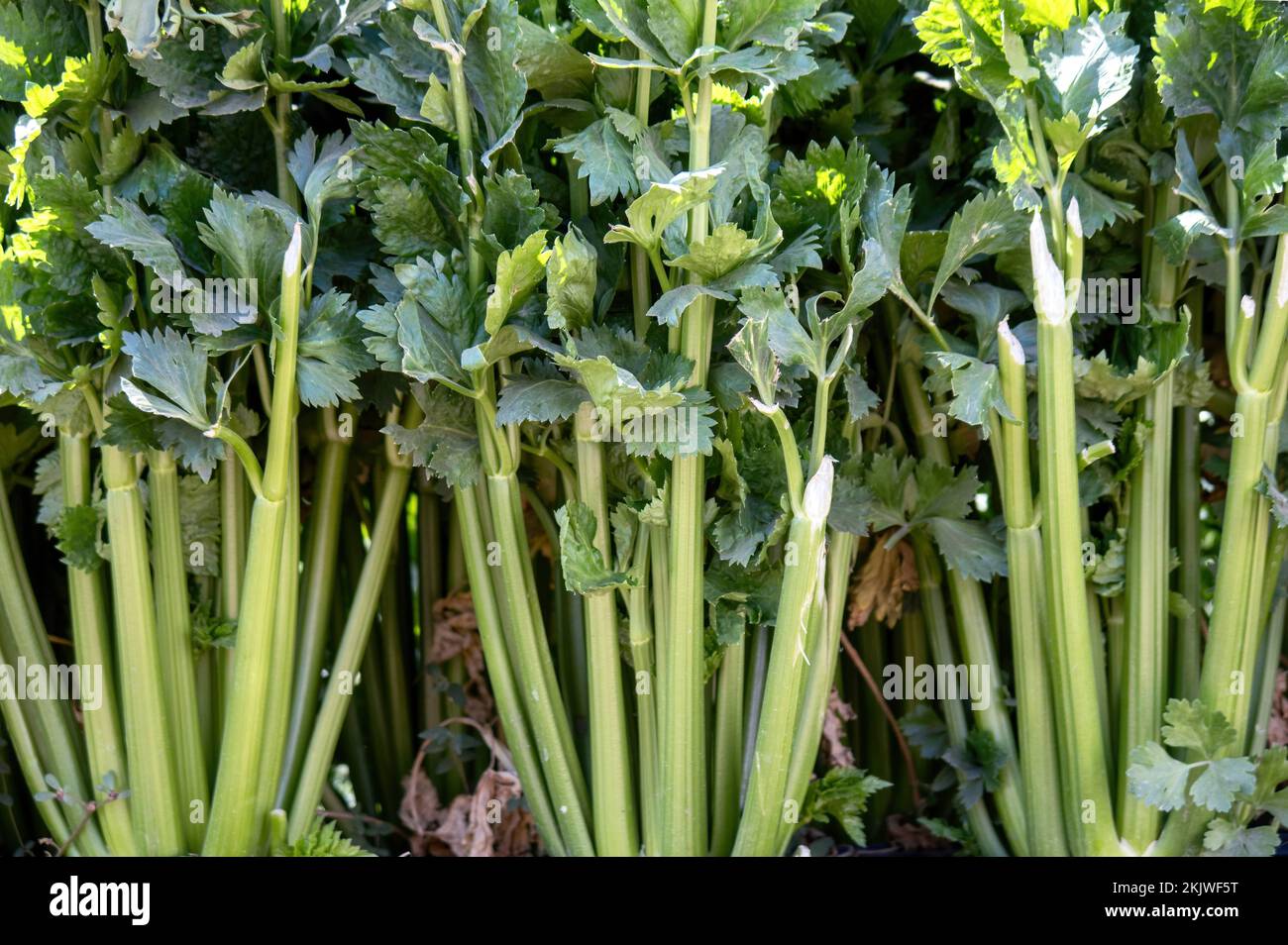 Eine Nahaufnahme einer Sellerieplantage, die im Gemüsegarten oder Gemüsegarten wächst Stockfoto