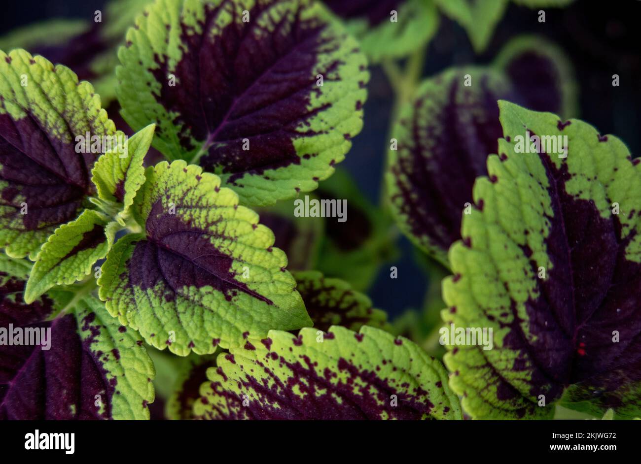 Eine Nahaufnahme der Coleus-Blätter (bemalte Brennnessel, Flammennessel) Stockfoto