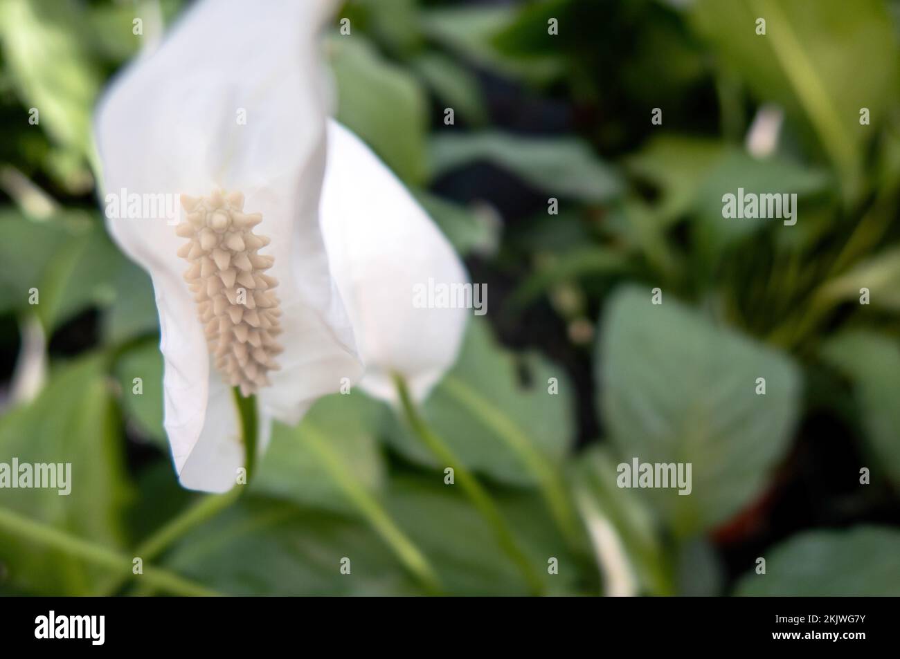 Eine Spathiphyllum Wallisii, bekannt als Spath oder Peace Lilien. Stockfoto