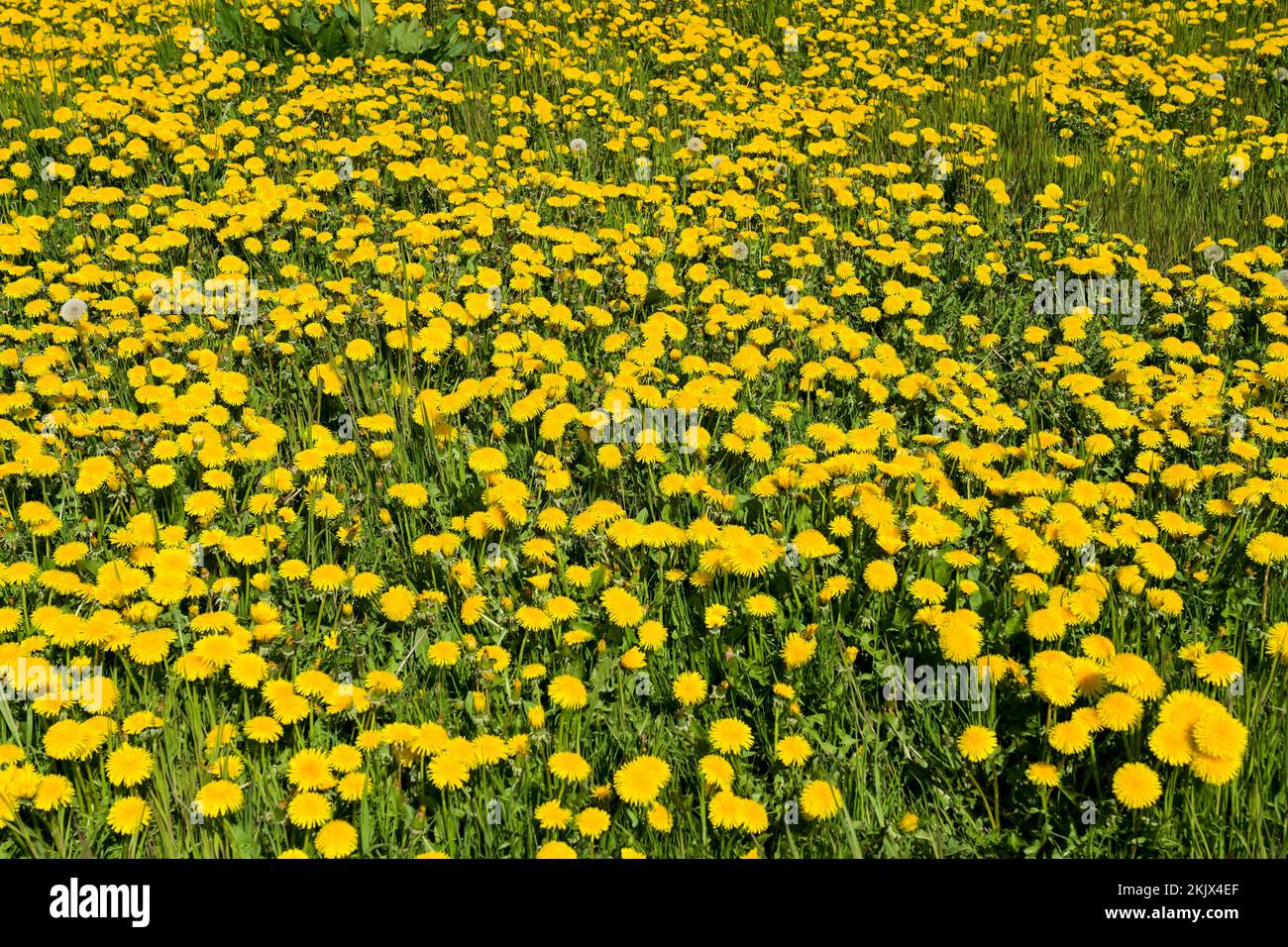 Wiese nahe Ratzeburg, Blühender Löwenzahn, Schleswig-Holstein, Deutschland Stockfoto