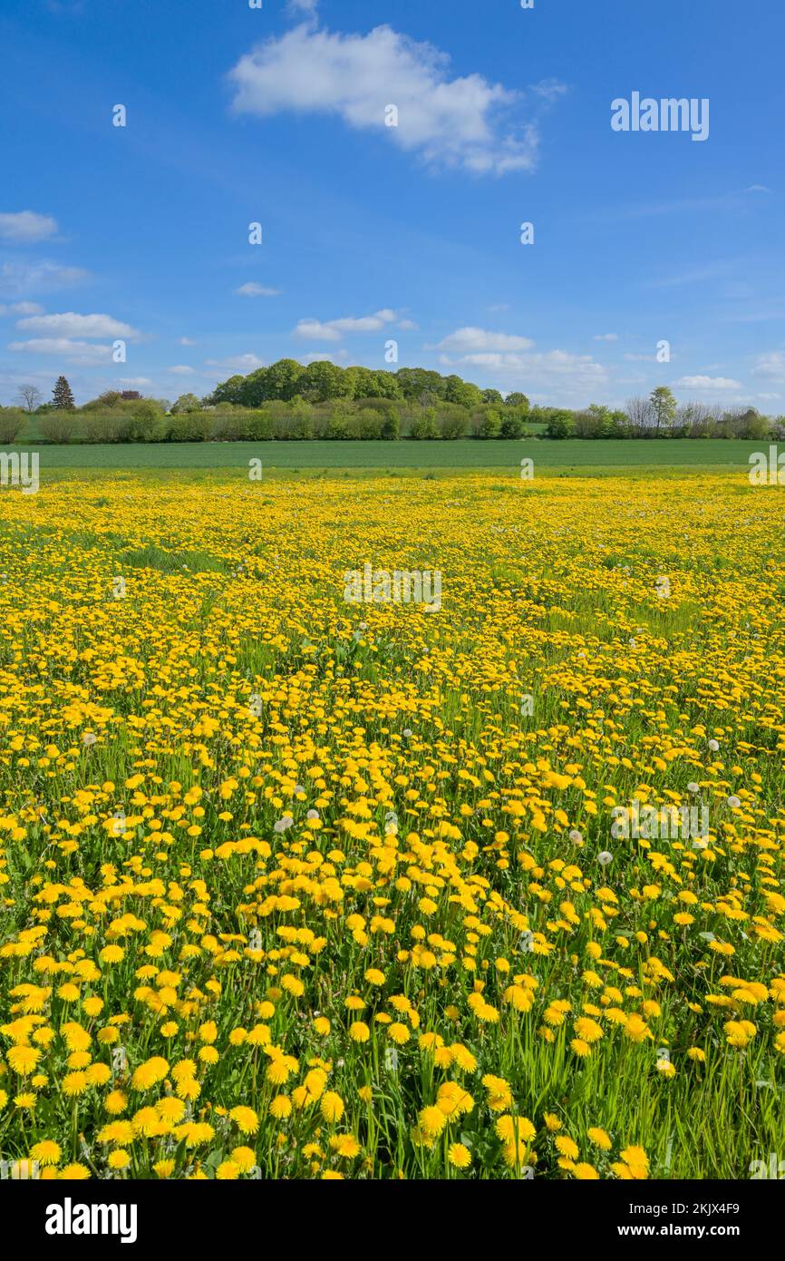 Wiese nahe Ratzeburg, Blühender Löwenzahn, Schleswig-Holstein, Deutschland Stockfoto